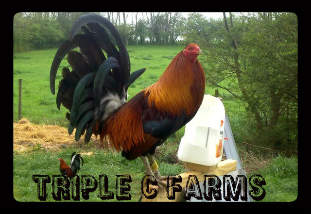 TRIPLE C FARMS